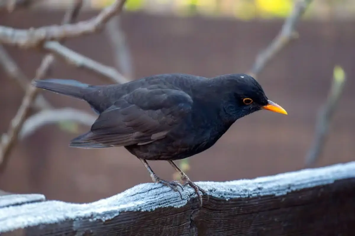 Черный дрозд: факты о Птице года 2026 в Казахстане