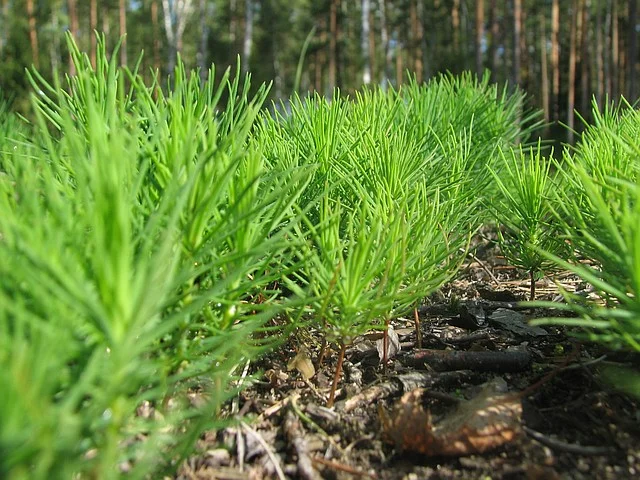 Онжылдықтарға өсетін орман: МҰТП «Бурабайда» қарағай алқаптары қалай қалпына келтіріліп жатыр