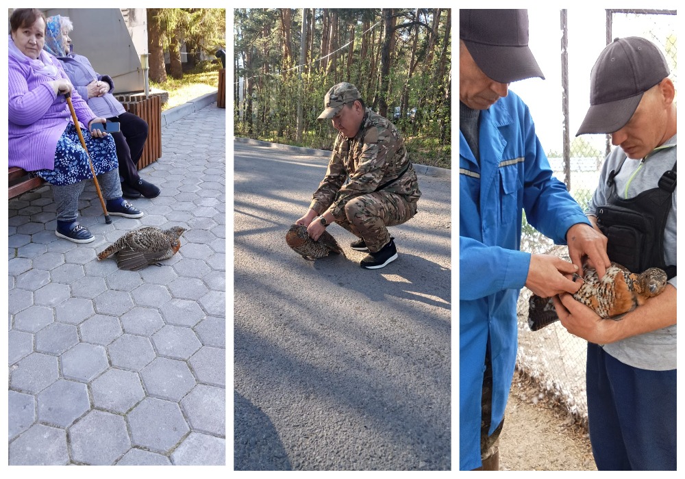Бурабай ұлттық саябағында бір ұрғашы қаршыға адамдардан көмек сұрады.