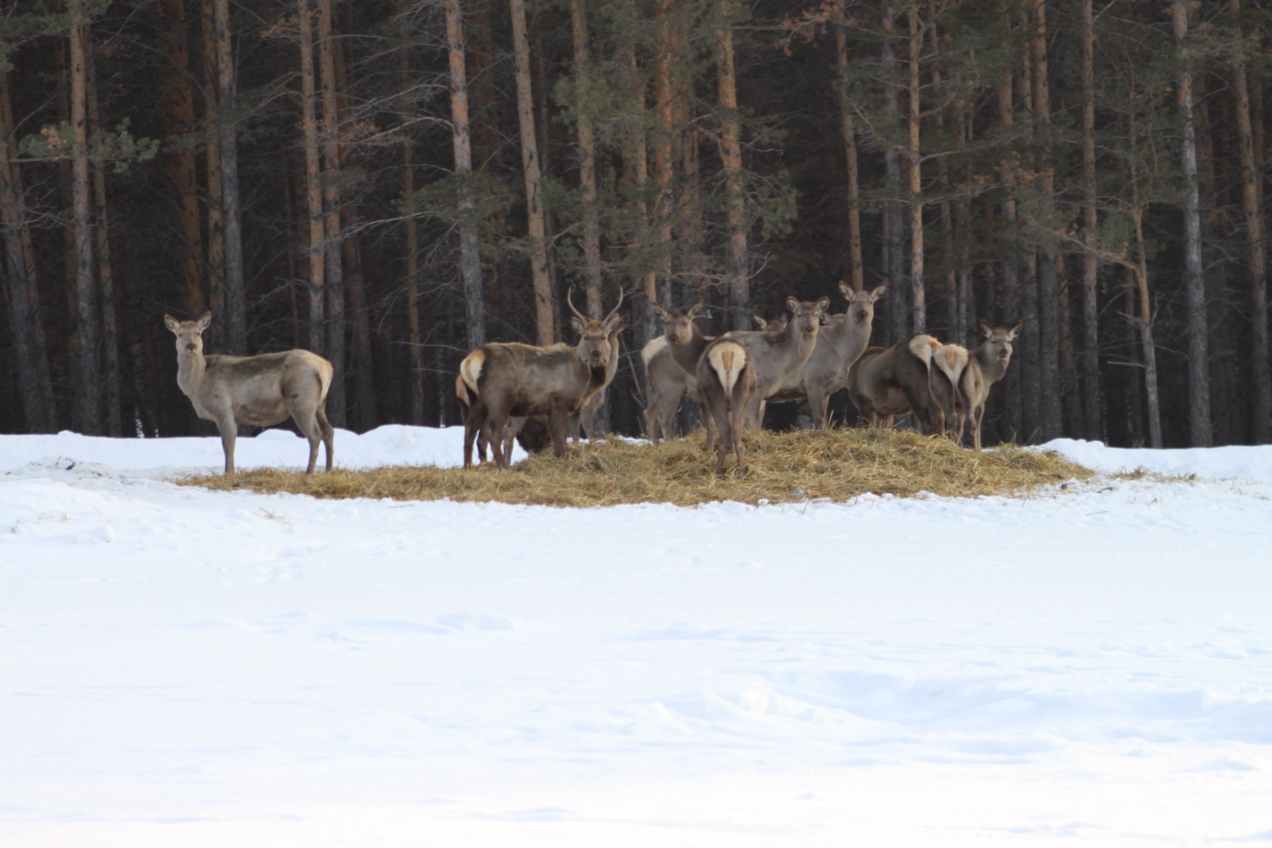 Что важно знать посетителям ГНПП «Бурабай» о гоне оленей?