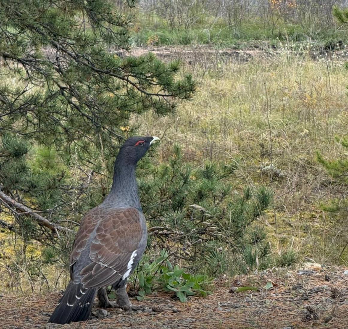 Инспекторы вернули в природу редкую птицу в Бармашском лесничестве