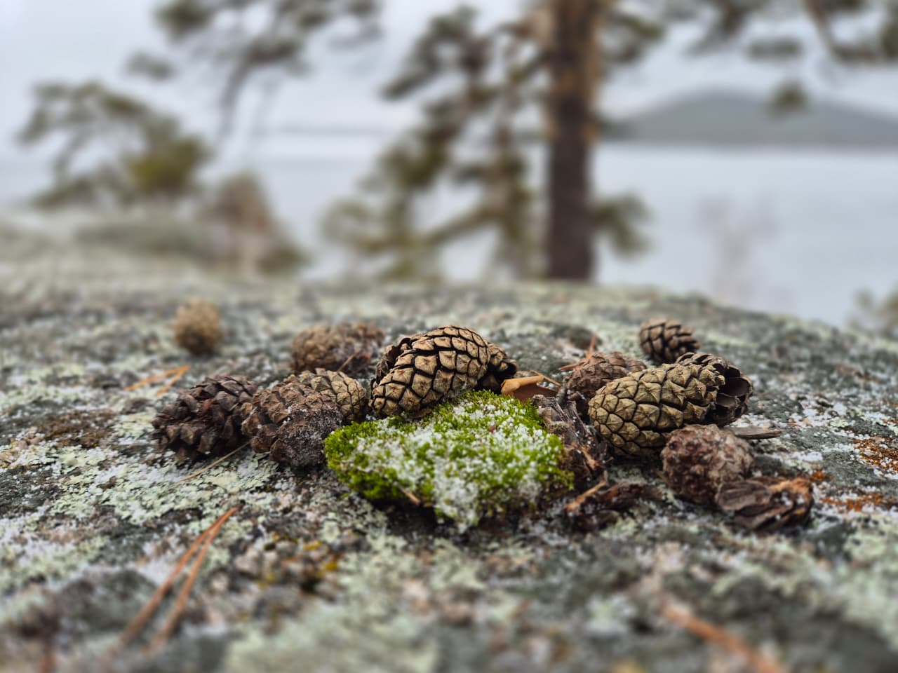 МҰТП «Бурабайда» 2025 жылдың IV тоқсаны бойынша «Таза Қазақстан» табиғат қорғау акциясының қорытындылары шығарылды