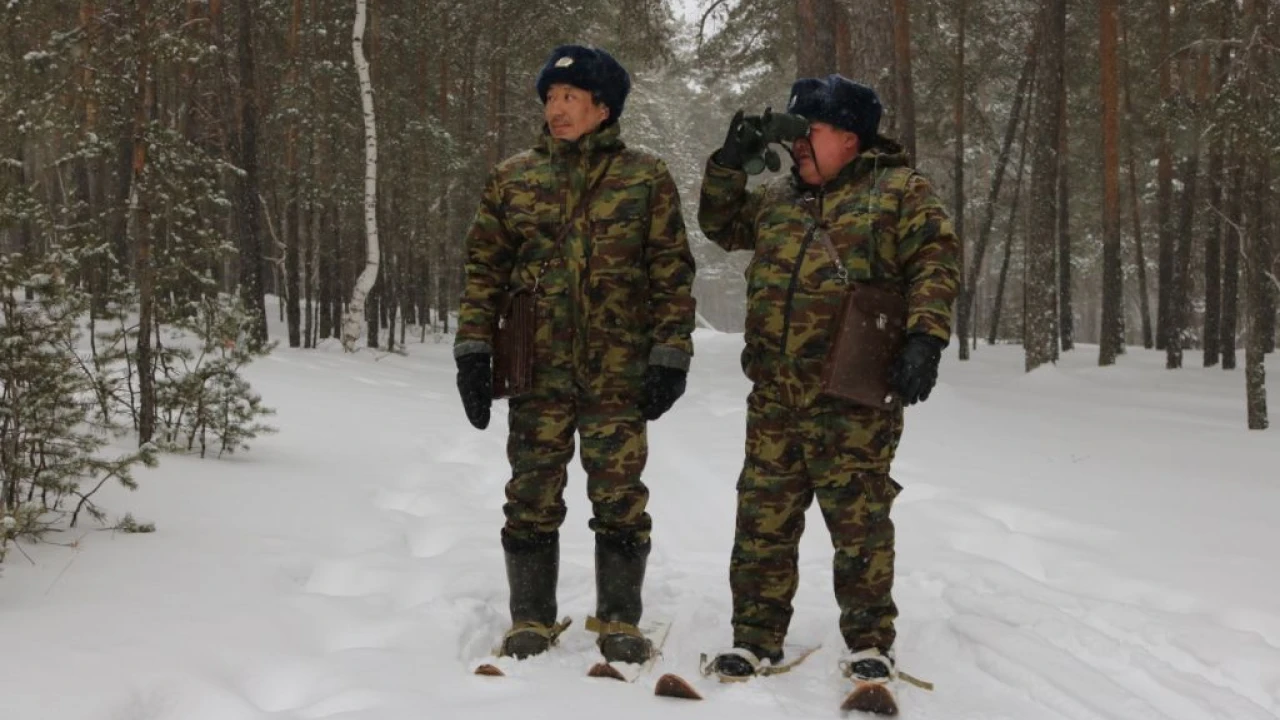 Начало мероприятий по охране хвойных молодняков! 