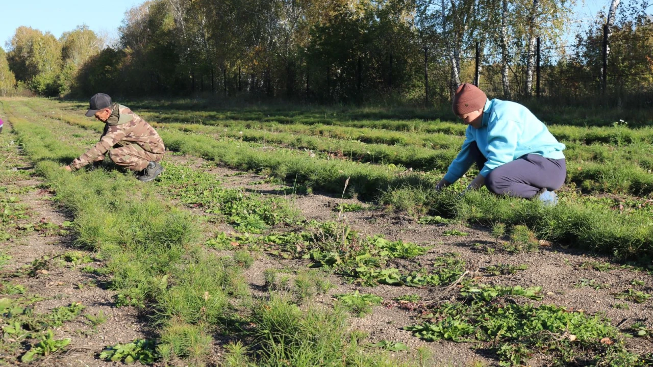 Жасыл миссия: «Бурабай» ұлттық паркінің орман питомнигінде 57 200 кәдімгі қарағай екпелері қайта отырғызылып,  ағаштарының есебі жүргізілуде 