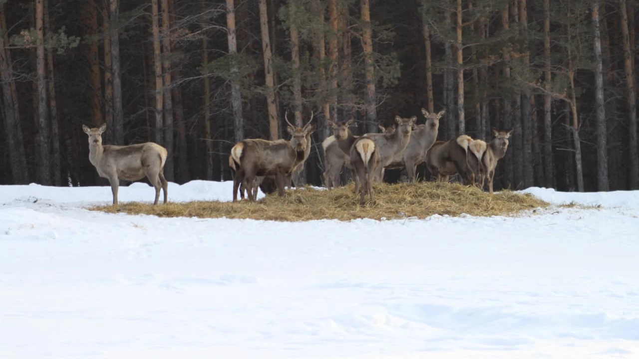 Ұлттық парк инспекторларының қысқы қарбаласы: Бурабай күшейтілген қорғау режимінде 