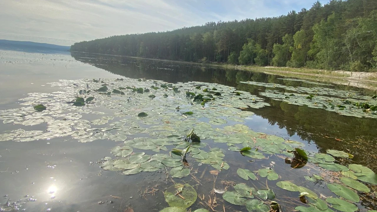 На озере Боровое обильное цветение кубышек 