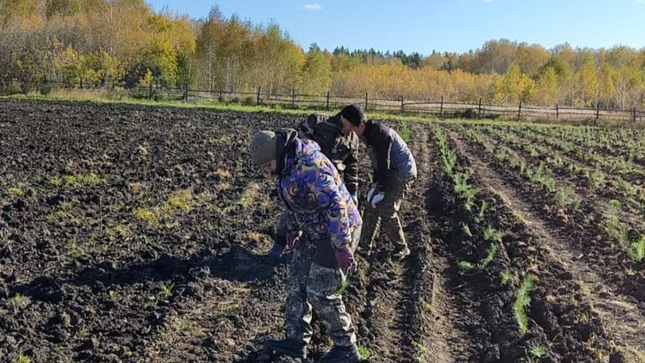 Жасыл миссия: «Бурабай» ұлттық паркінің орман питомнигінде 57 200 кәдімгі қарағай екпелері қайта отырғызылып,  ағаштарының есебі жүргізілуде 