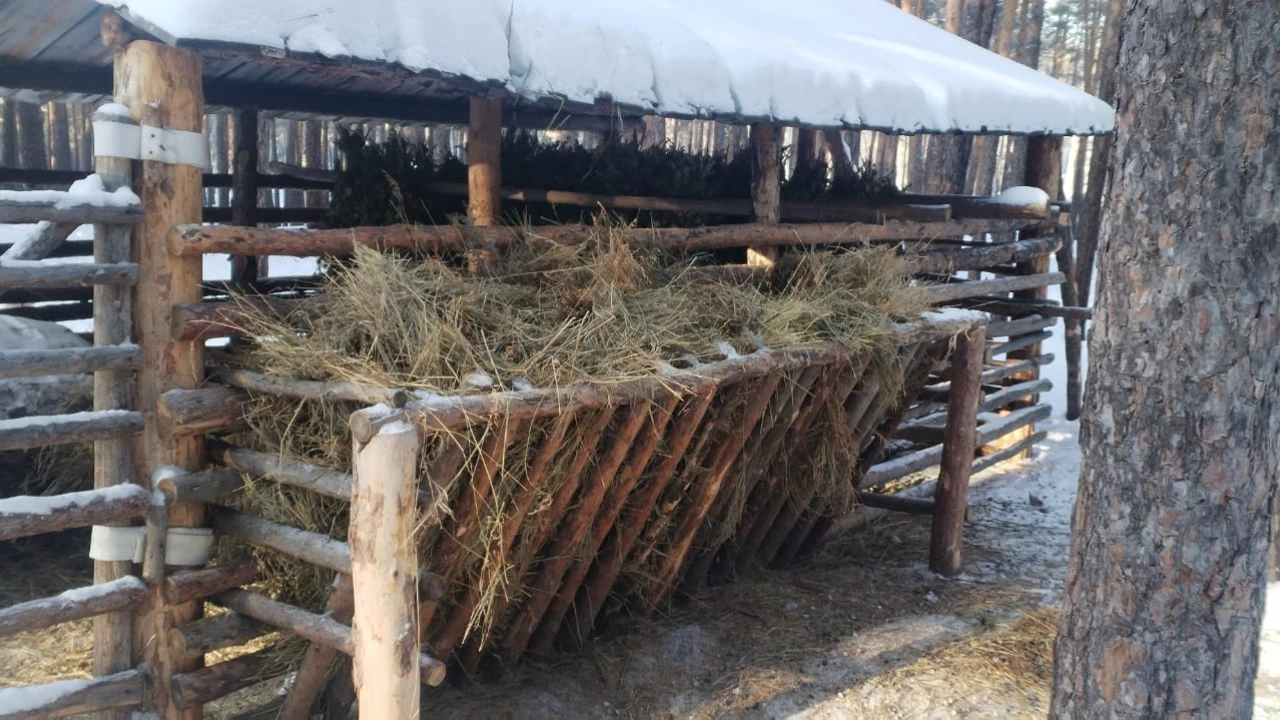 «Бурабай» МҰТП-дегі тұздақтар: жабайы жануарларға тұз не үшін қажет 