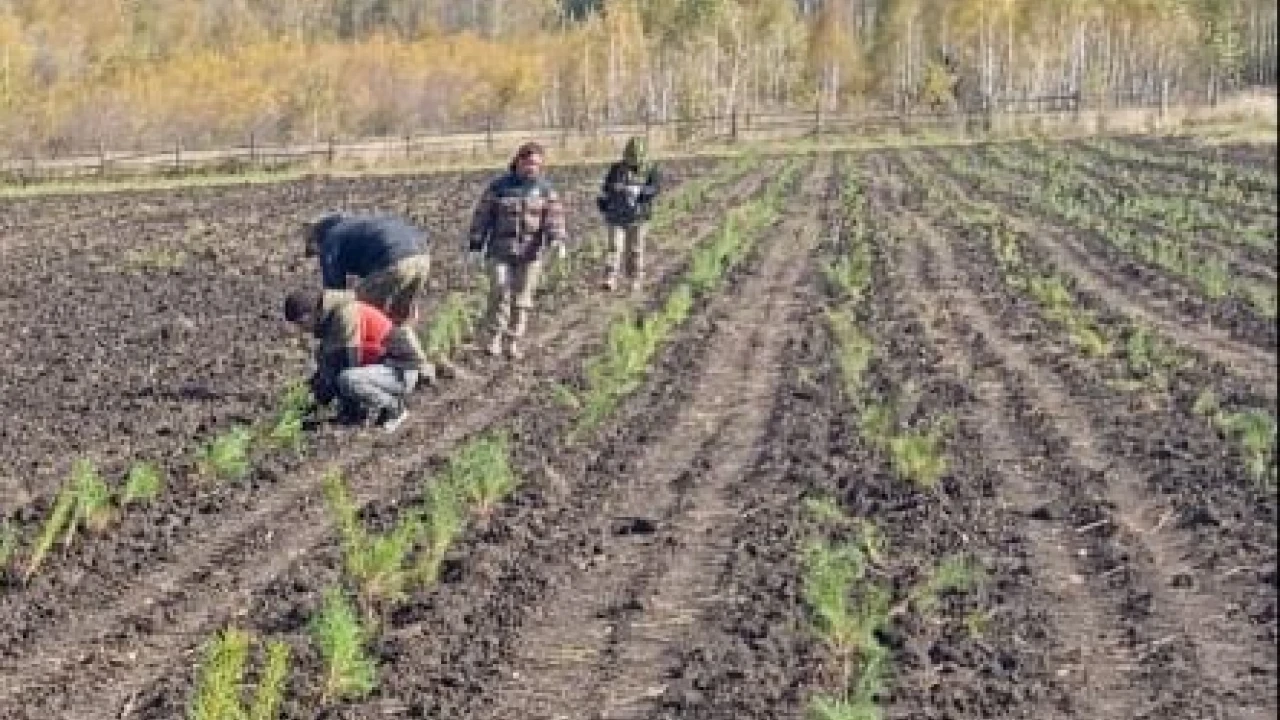 Жасыл миссия: «Бурабай» ұлттық паркінің орман питомнигінде 57 200 кәдімгі қарағай екпелері қайта отырғызылып,  ағаштарының есебі жүргізілуде 