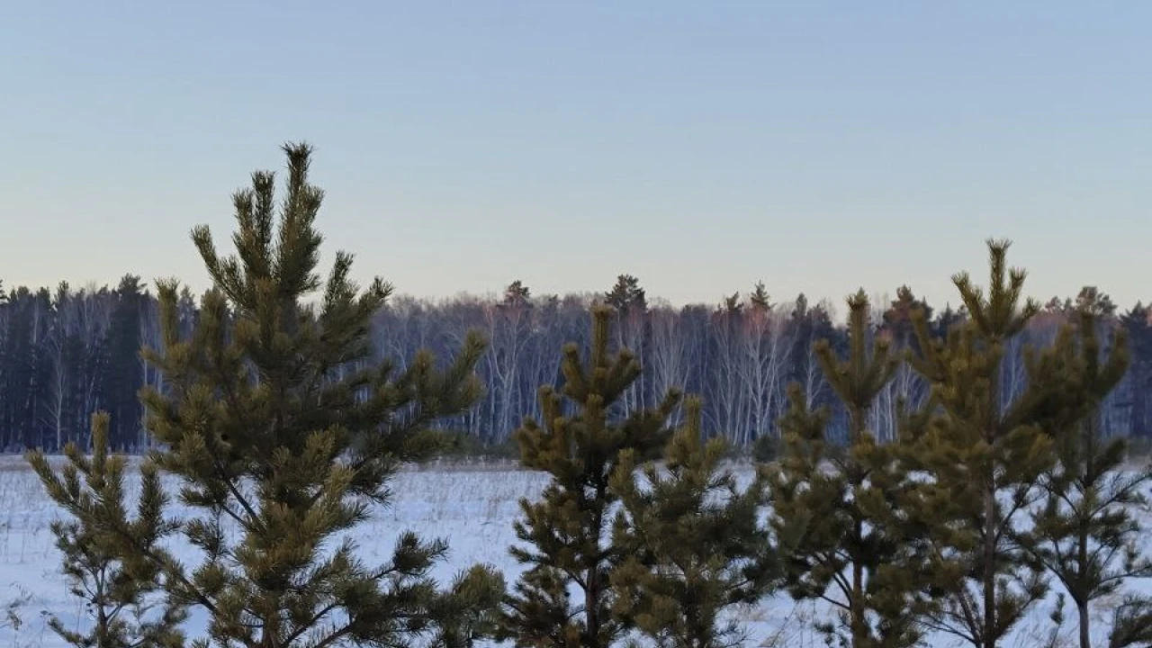 Қылқан жапырақты жас шыршаларды қорғау жөніндегі іс-шаралардың басталуы 