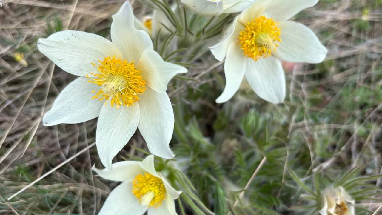 В ГНПП «Бурабай» вовсю пробуждаются первоцветы. Почему их нельзя рвать? 