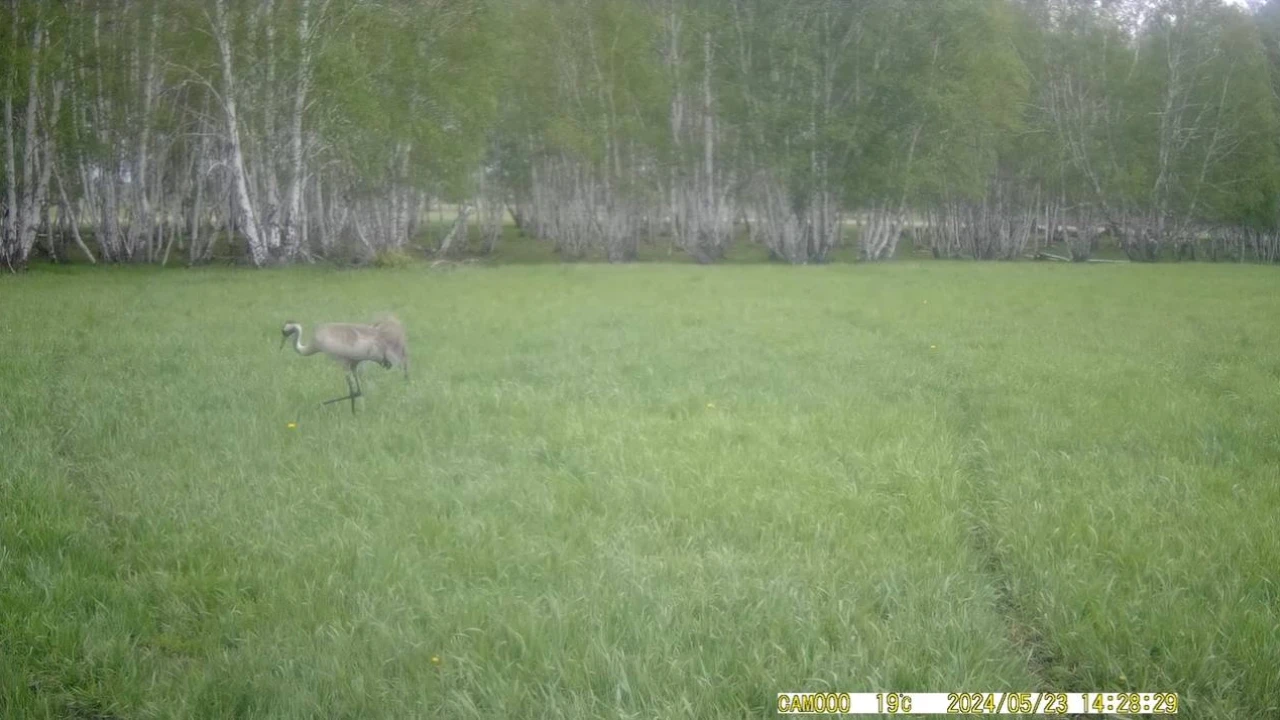 На камеру фотоловушки ГНПП «Бурабай» попал краснокнижный серый журавль 