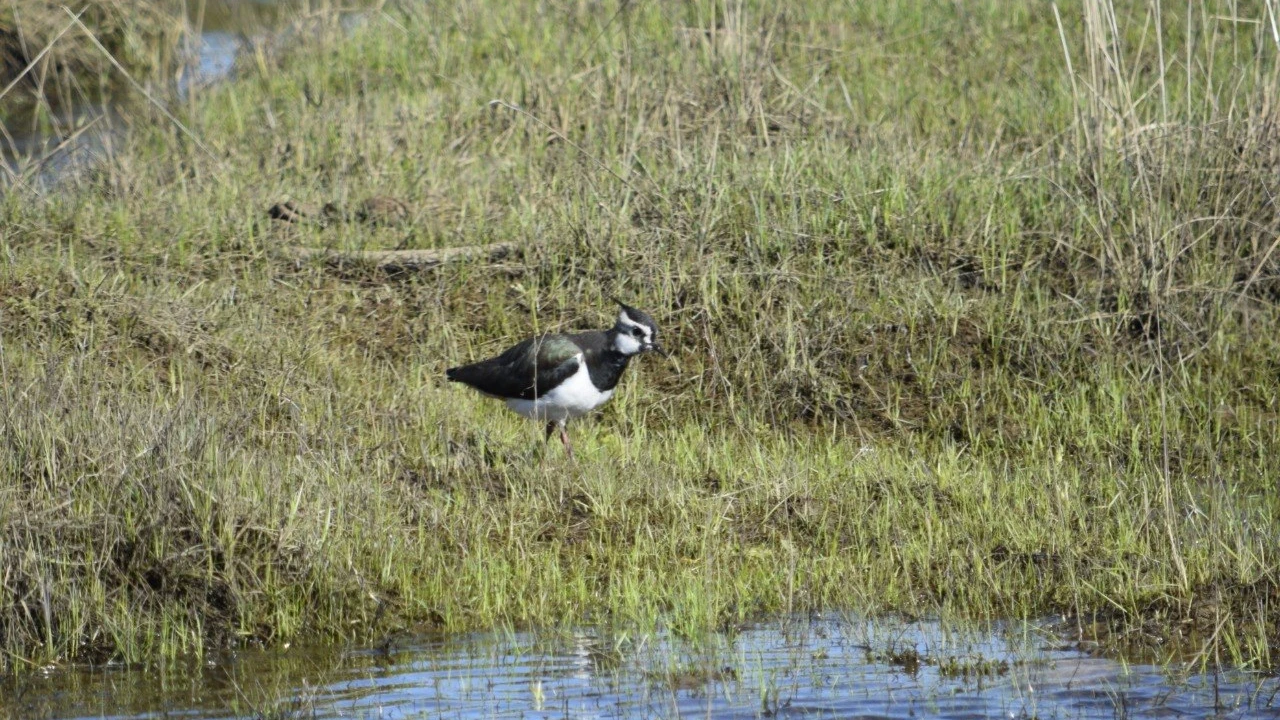 Голоса Бурабая: как птицы сохраняют баланс живой природы 