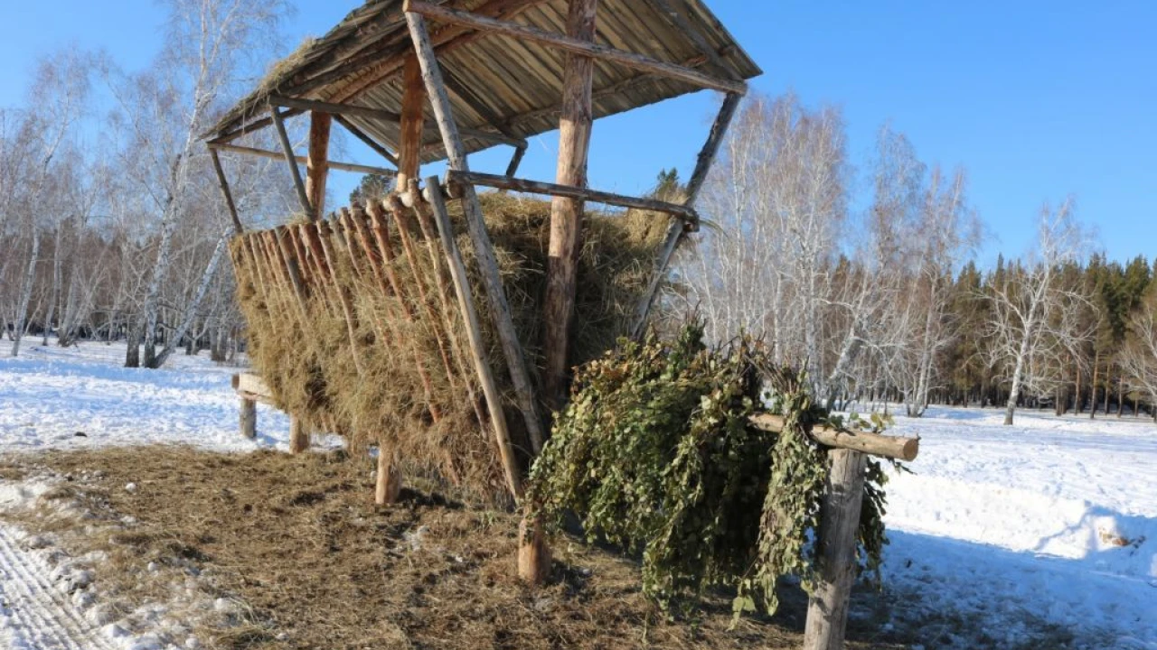 Лесничий из Бурабая: Моя цель – оставить потомкам еще больше леса 