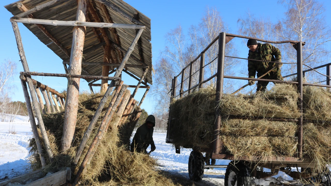 В нацпарке «Бурабай» начинается усиленная охрана хвойного молодняка и подкормка диких животных 