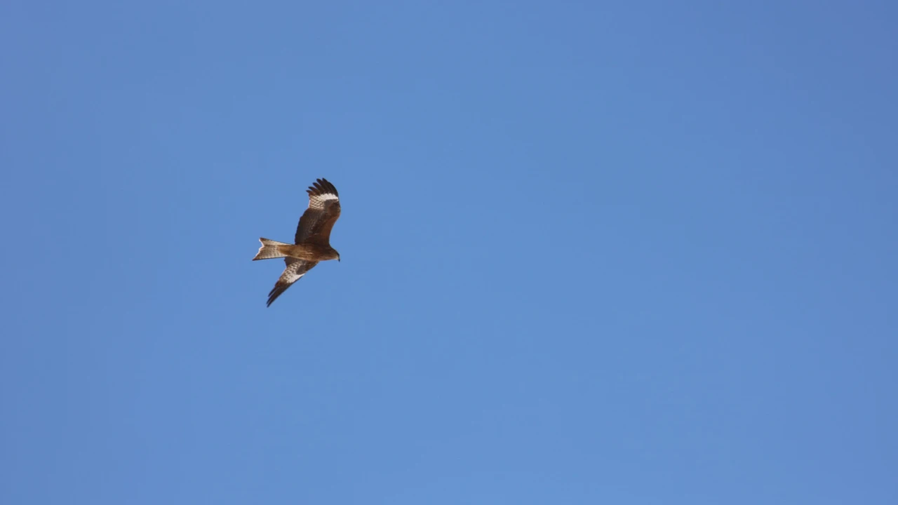 Голоса Бурабая: как птицы сохраняют баланс живой природы 