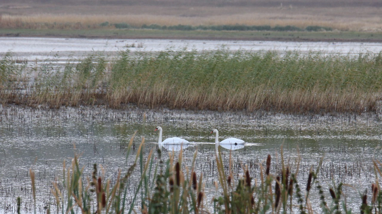Голоса Бурабая: как птицы сохраняют баланс живой природы 