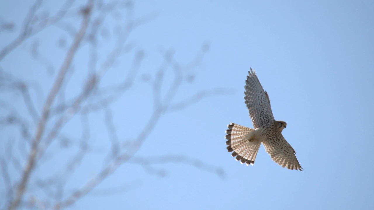 Голоса Бурабая: как птицы сохраняют баланс живой природы 