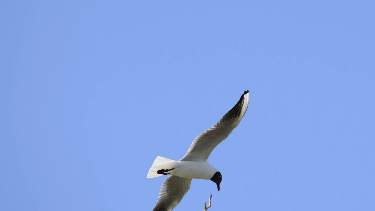 Голоса Бурабая: как птицы сохраняют баланс живой природы 
