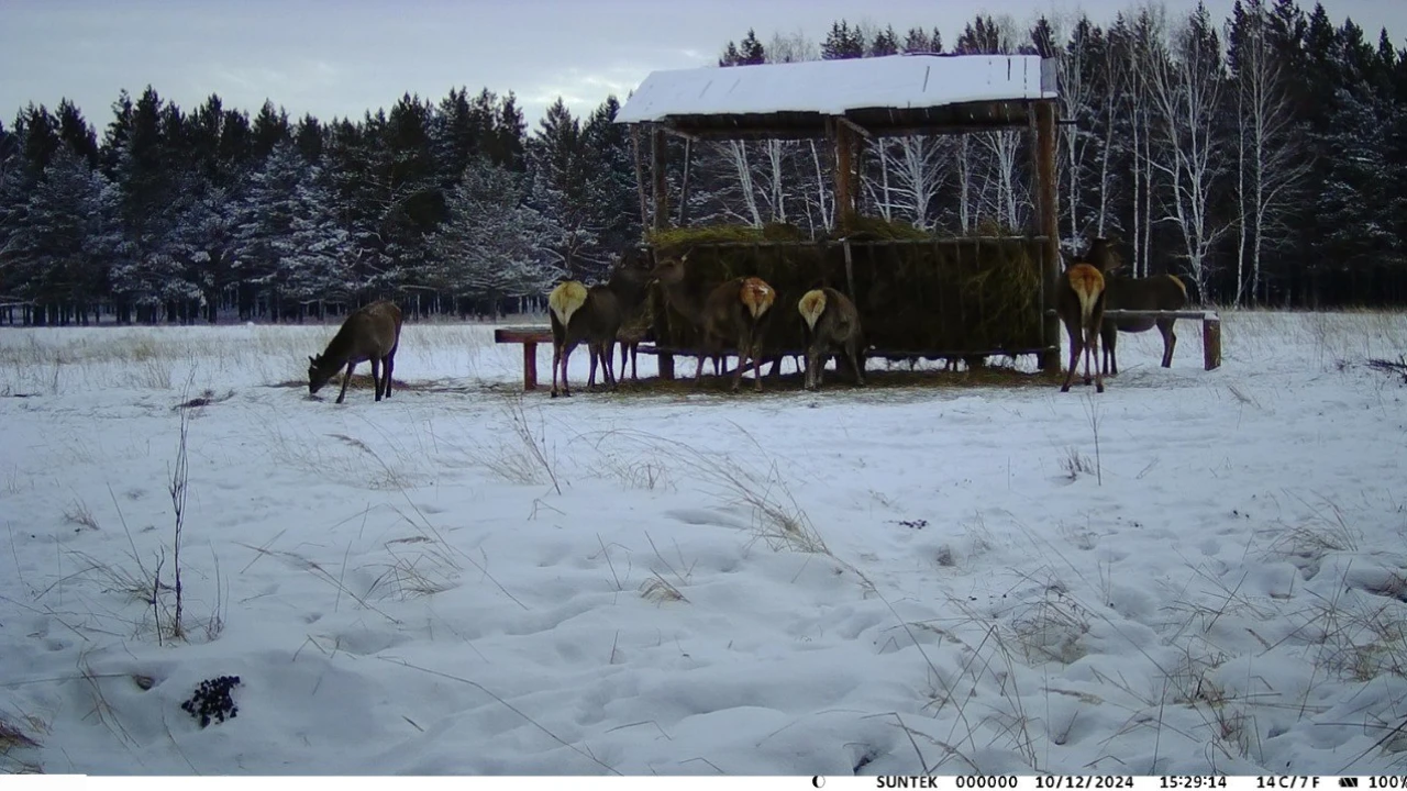 «Бурабай» МҰТП-дегі тұздақтар: жабайы жануарларға тұз не үшін қажет 