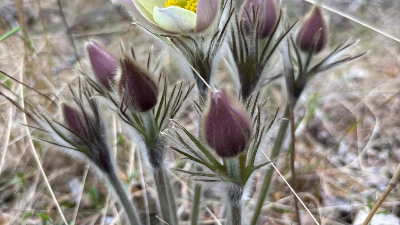 В ГНПП «Бурабай» вовсю пробуждаются первоцветы. Почему их нельзя рвать? 