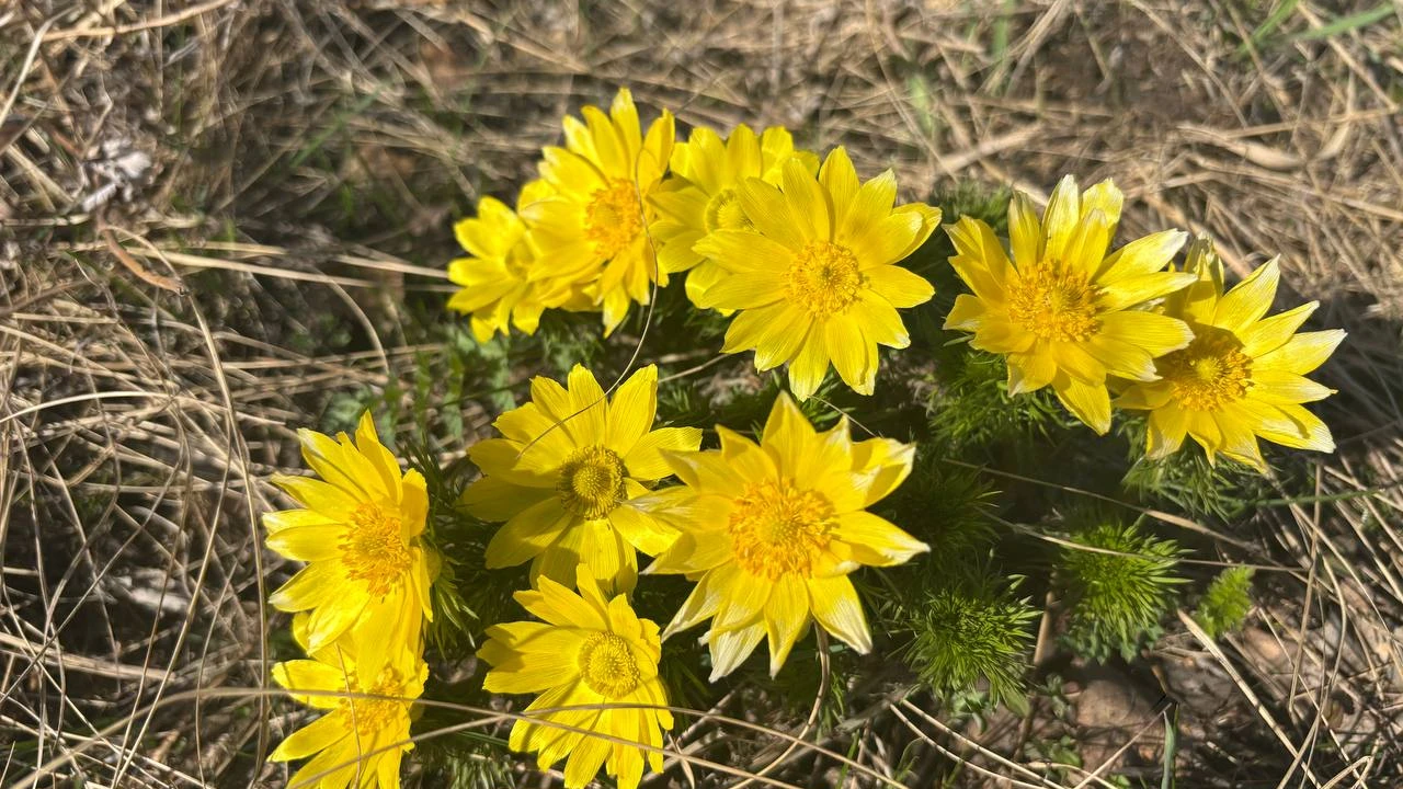 В ГНПП «Бурабай» вовсю пробуждаются первоцветы. Почему их нельзя рвать? 