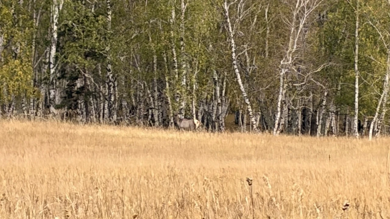 Бұғылардың күйек кезеңі дегеніміз не және Бурабай туристері нені білуі керек? 