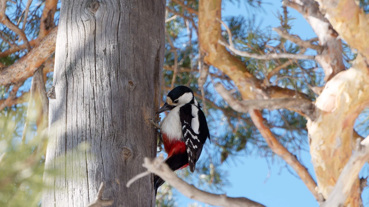 Голоса Бурабая: как птицы сохраняют баланс живой природы 