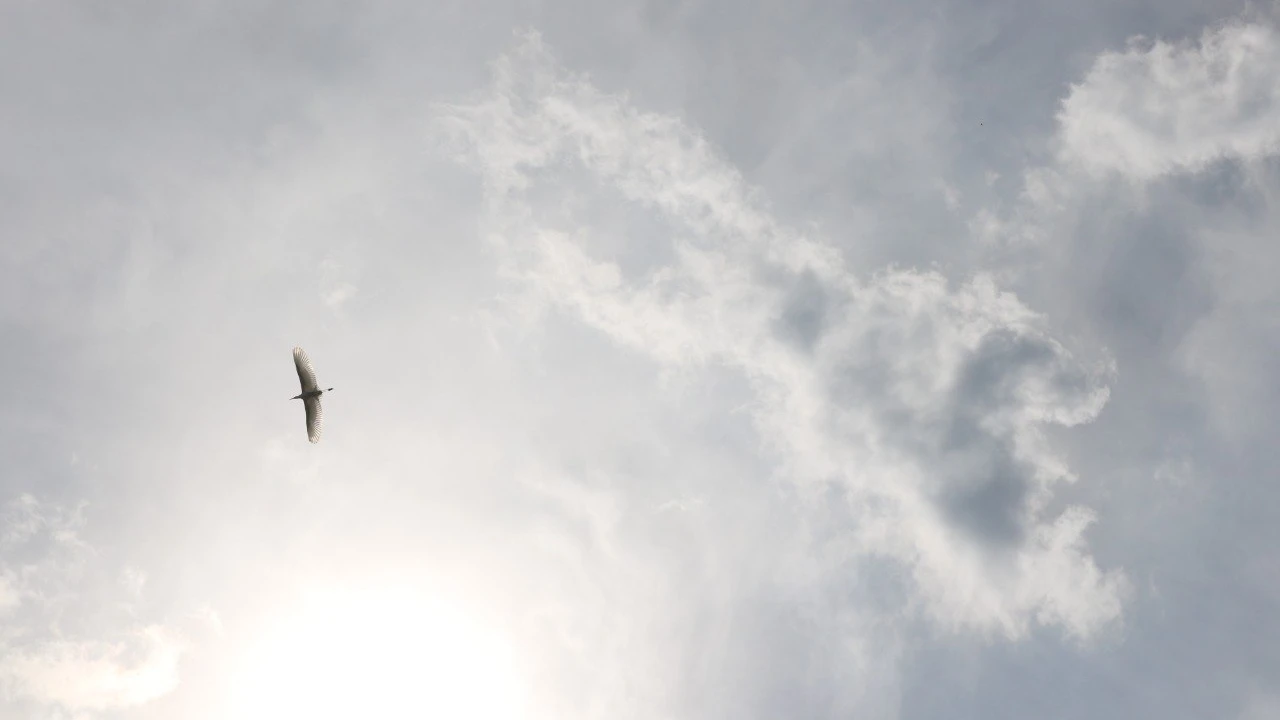 Голоса Бурабая: как птицы сохраняют баланс живой природы 