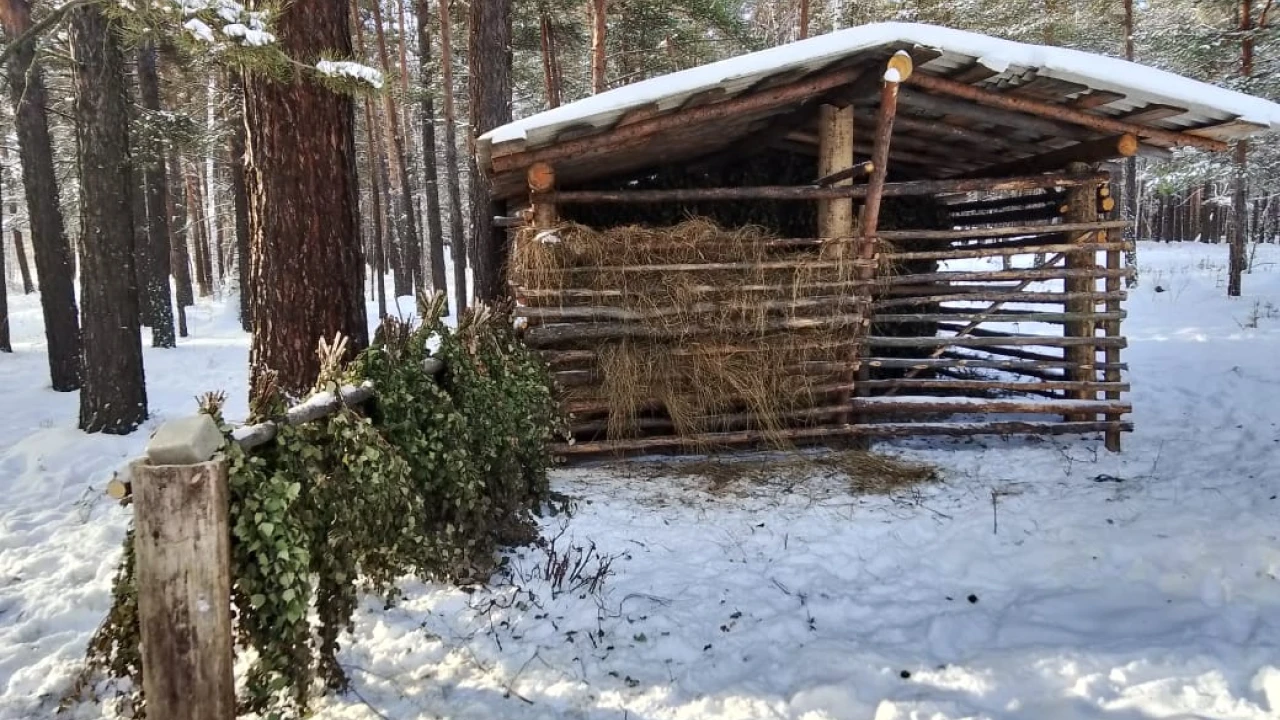 В нацпарке «Бурабай» начинается усиленная охрана хвойного молодняка и подкормка диких животных 