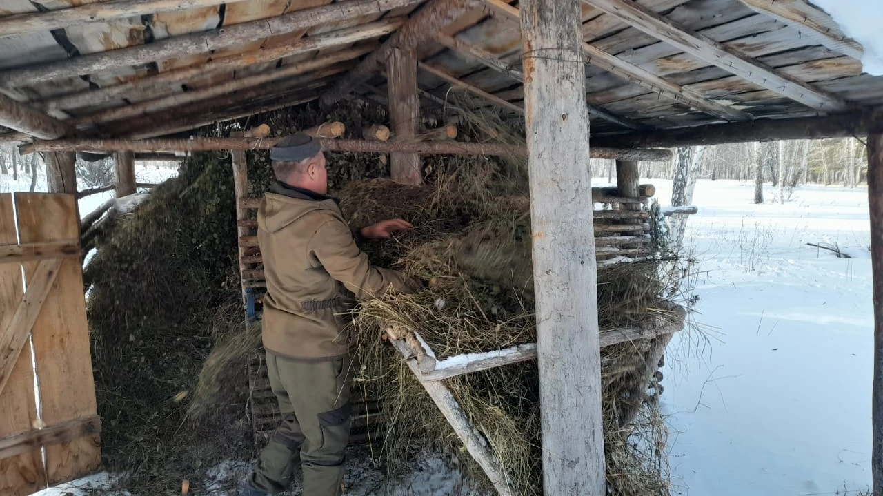 В нацпарке «Бурабай» начинается усиленная охрана хвойного молодняка и подкормка диких животных 