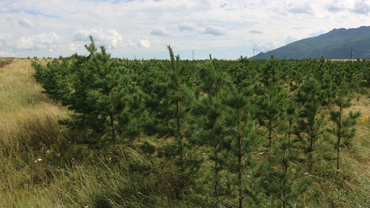 От шишки до соснового бора: как в Бурабае рождается новый лес 